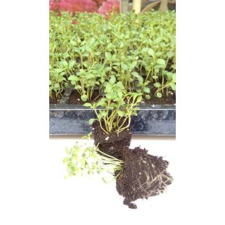Compra AJEDREA MONTAÑOSA WINTER SAVORY (144 Plantas) en la tienda online Fito Agrícola