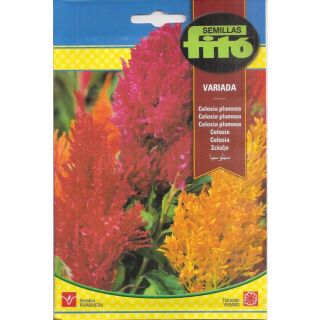 Compra CELOSÍA PLUMOSA VARIADA (2 gr.) en la tienda online Fito Agrícola