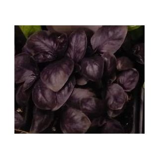 Compra ALBAHACA PURPURA ECOLÓGICA ME11 en la tienda online Fito Agrícola