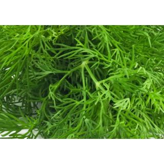 Compra ENELDO ECOLÓGICO ME11 en la tienda online Fito Agrícola