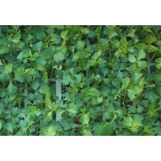 Compra APIO VERDE F1 EPS247 en la tienda online Fito Agrícola