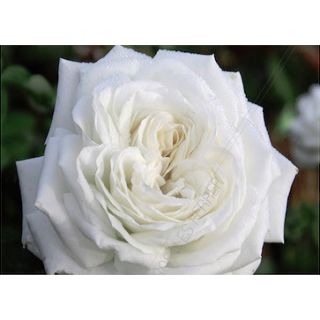 Compra ROSAL PIERRE ARDITI® Meicalanq en la tienda online Fito Agrícola