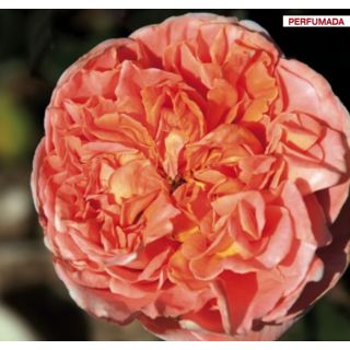 Compra ROSAL RENE GOSCINNY® Meifrypon en la tienda online Fito Agrícola