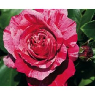 Compra ROSAL INES SASTRE® Meiteratol (Trepador) en la tienda online Fito Agrícola