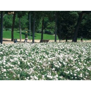 Compra ROSAL WHITE MEIDILAND ® - Meicoublan en la tienda online Fito Agrícola