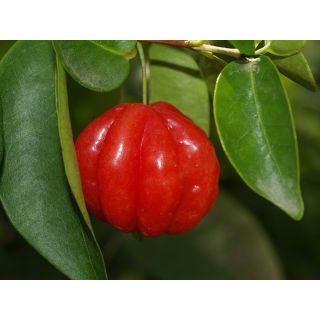 Compra PITANGA en la tienda online Fito Agrícola