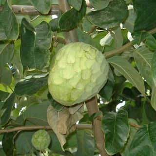 Compra CHIRIMOYO FINO DE JETE en la tienda online Fito Agrícola