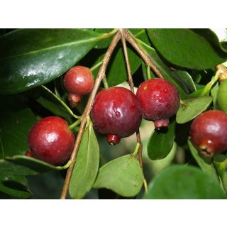 Compra GUAYABA CATTLEY en la tienda online Fito Agrícola