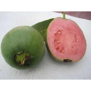 Compra GUAYABA FRESA en la tienda online Fito Agrícola