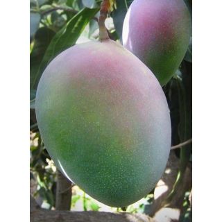 Compra MANGO KEITT en la tienda online Fito Agrícola