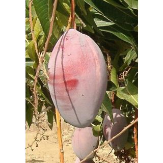 Compra MANGO OSTEEN en la tienda online Fito Agrícola