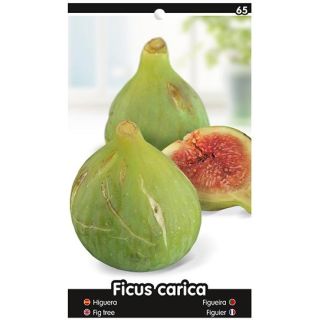 Compra HIGUERA VERDIAL - VERDAL en la tienda online Fito Agrícola