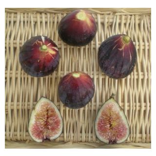 Compra HIGUERA CUELLO DE DAMA NEGRA (Breva) en la tienda online Fito Agrícola