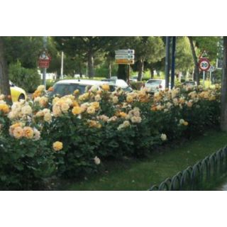 Compra ROSAL TEQUILA ® - Meipomolo en la tienda online Fito Agrícola