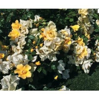 Compra ROSAL BET FIGUERAS ® - Meijecycka en la tienda online Fito Agrícola