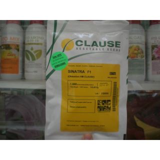 Compra CALABACÍN SINATRA F-1 (1.000 Semillas) en la tienda online Fito Agrícola