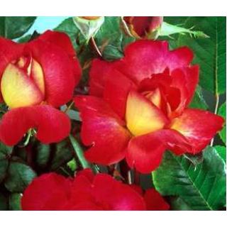 Compra ROSAL BOLSHOÏ ® - Meizuzes (Trepador) en la tienda online Fito Agrícola