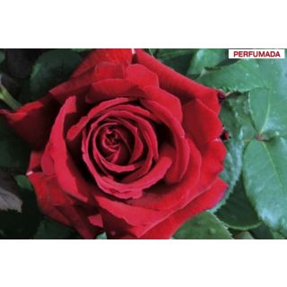 Compra ROSAL BOTERO ® - Meiafonesar (Trepador) en la tienda online Fito Agrícola