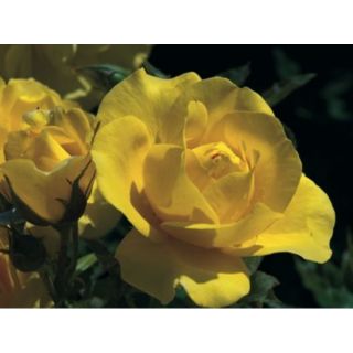 Compra ROSAL CARTE D’OR ® - Meidresia en la tienda online Fito Agrícola