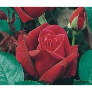 Compra ROSAL CHRYSLER IMPERIAL en la tienda online Fito Agrícola