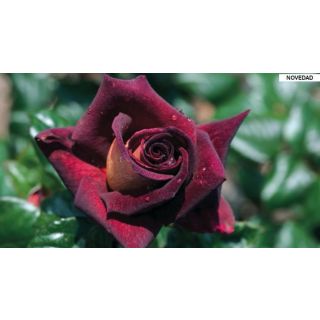 Compra ROSAL EDDY MITCHELL ® - Meirysett en la tienda online Fito Agrícola