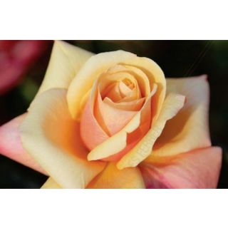 Compra ROSAL LA SARDANA® Fesarda en la tienda online Fito Agrícola