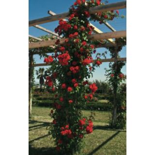 Compra ROSAL LA SEVILLANA ® - Meige-kanusar (Trepador) en la tienda online Fito Agrícola