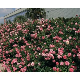 Compra ROSAL LES QUATRE SAISONS ® - Meifafio en la tienda online Fito Agrícola