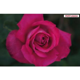 Compra ROSAL LOLITA LEMPICKA ® Meizincaro en la tienda online Fito Agrícola