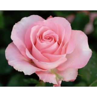 Compra ROSAL MARTINA G.P. ® Ferrubi en la tienda online Fito Agrícola