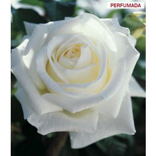 Compra ROSAL PAU CASALS ® - Meifaisel en la tienda online Fito Agrícola