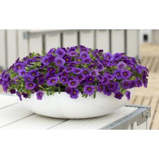 Compra CALIBRACHOA CABARET DARK BLUE (126 Plantas). en la tienda online Fito Agrícola