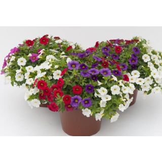 Compra CALIBRACHOA CABARET MEZCLA (126 Plantas). en la tienda online Fito Agrícola