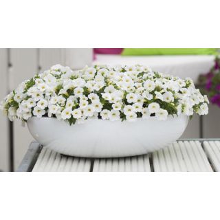 Compra CALIBRACHOA CABARET WHITE IMP (126 Plantas). en la tienda online Fito Agrícola