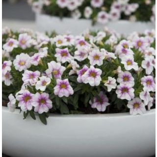 Compra CALIBRACHOA CABARET LIGTH PINK (125 Plantas) en la tienda online Fito Agrícola