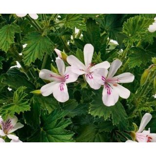 Compra GERANIO CITRODORUM (126 Plantas). en la tienda online Fito Agrícola