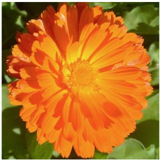 Compra CALÉNDULA COSTA NARANJA (240 Plantas). en la tienda online Fito Agrícola