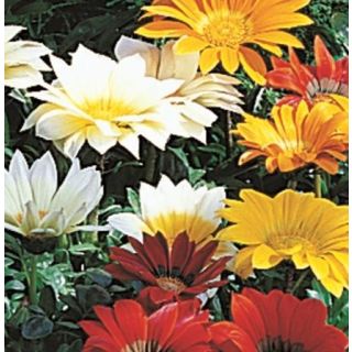 Compra GAZANIA GAZOO MIX (240 Plantas). en la tienda online Fito Agrícola