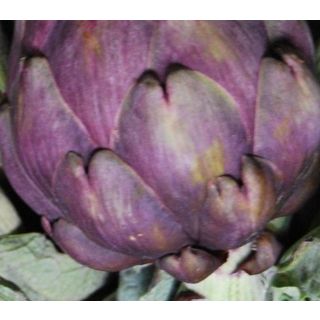 Compra ALCACHOFA MORADA ECOLÓGICA ME11 en la tienda online Fito Agrícola