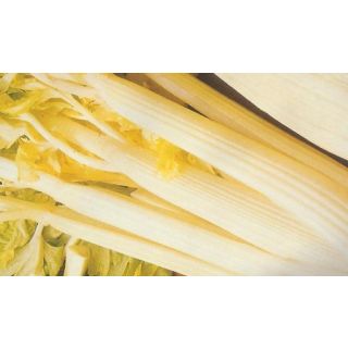 Compra APIO BLANCO M11 en la tienda online Fito Agrícola