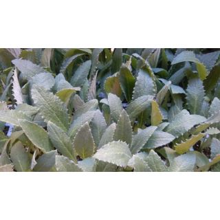 Compra ALCACHOFA OPERA F1 Sin Tratar EPS150 en la tienda online Fito Agrícola