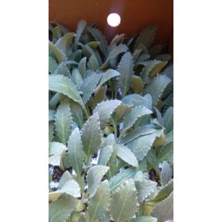 Compra ALCACHOFA VERDE EPS150 en la tienda online Fito Agrícola