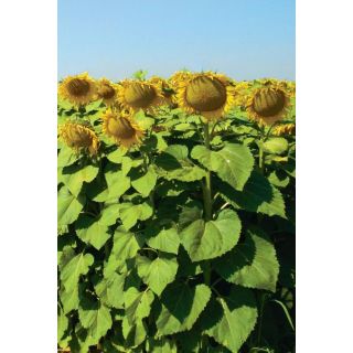 Compra GIRASOL BONASOL JMR F1 (150.000 Semillas) en la tienda online Fito Agrícola