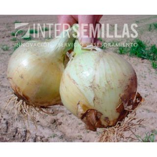 Compra CEBOLLA ESPADAN F1 (5.000 Semillas). en la tienda online Fito Agrícola