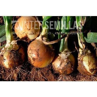 Compra CEBOLLA MAZA F1 (5.000 Semillas). en la tienda online Fito Agrícola