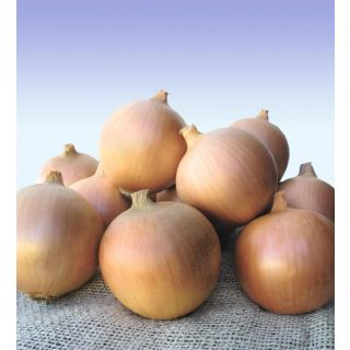 Compra CEBOLLA SIBIR F1 Precisión (250.000 semillas) en la tienda online Fito Agrícola