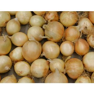 Compra CEBOLLA MAKALU Precisión (250.000 Semillas) en la tienda online Fito Agrícola