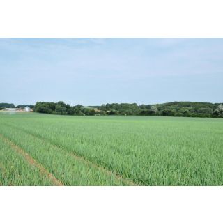 Compra CEBOLLA ORLENDA F-1 Precisión (250.000 Semillas) en la tienda online Fito Agrícola