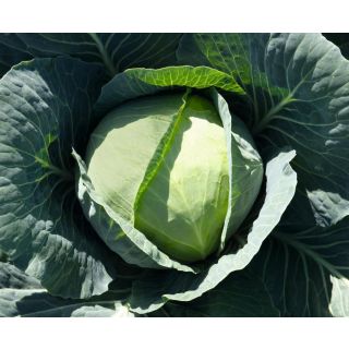 Compra COL BRONCO F-1 Precisión (10.000 Semillas) en la tienda online Fito Agrícola