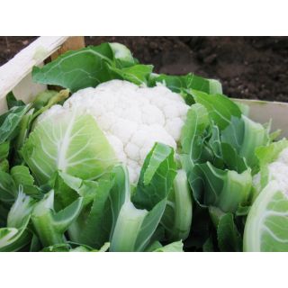 Compra COLIFLOR ADONA F-1 Precisión (2.500 Semillas) en la tienda online Fito Agrícola